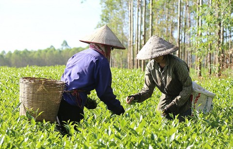 Đưa hương vị chè Đá Hen vào sản phẩm OCOP