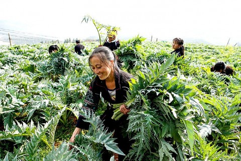 Lao Cai has more 02 -5-star OCOP products