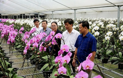 Đan Phượng (Hà Nội): Sản phẩm OCOP tạo lực đẩy cho các làng nghề