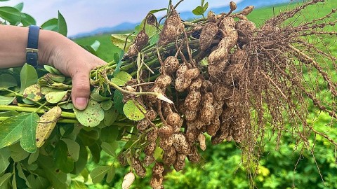 Lạc sen Diễn Châu - Tinh hoa ẩm thực xứ Nghệ