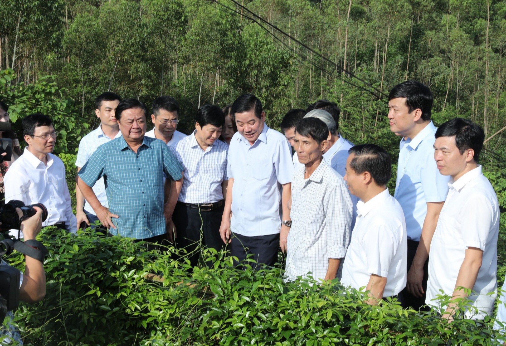 Thanh Mountain Ginseng - Green Gold of Bac Giang Land