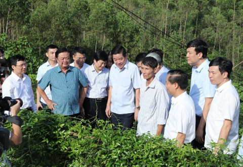 Sâm nam núi Dành - vàng xanh của đất Bắc Giang