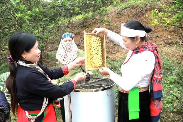 Mật ong bản Dao - Sản phẩm OCOP 3 sao