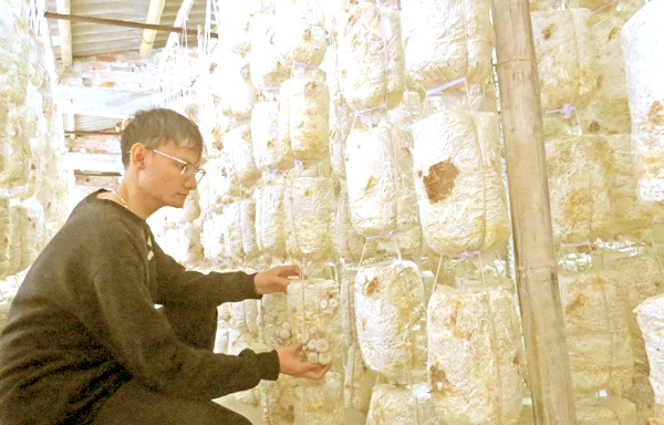 Đưa nấm sò trở thành sản phẩm OCOP