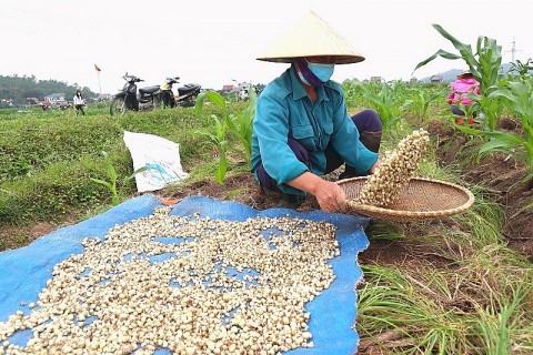 Huyện Nghi Lộc (Nghệ An): Nông dân tất bật thu hoạch hành tăm OCOP