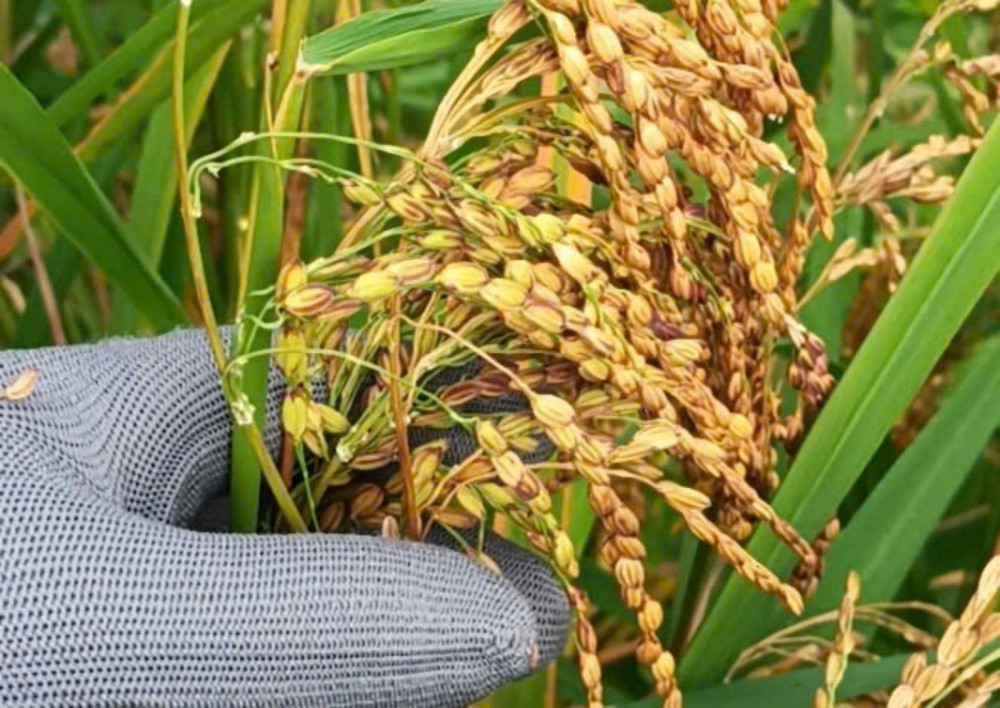 Gạo rẫy Phát Huy sản phẩm OCOP 3 sao