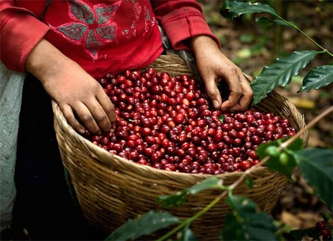 Lâm Đồng: Cà phê OCOP vùng đất Đam Rông