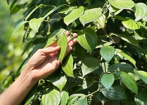 Quảng Nam: Xây dựng chuỗi giá trị cho cây tiêu Bình Quế