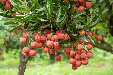 Bắc Giang kỳ vọng vụ vải thiều năm 2025 bội thu