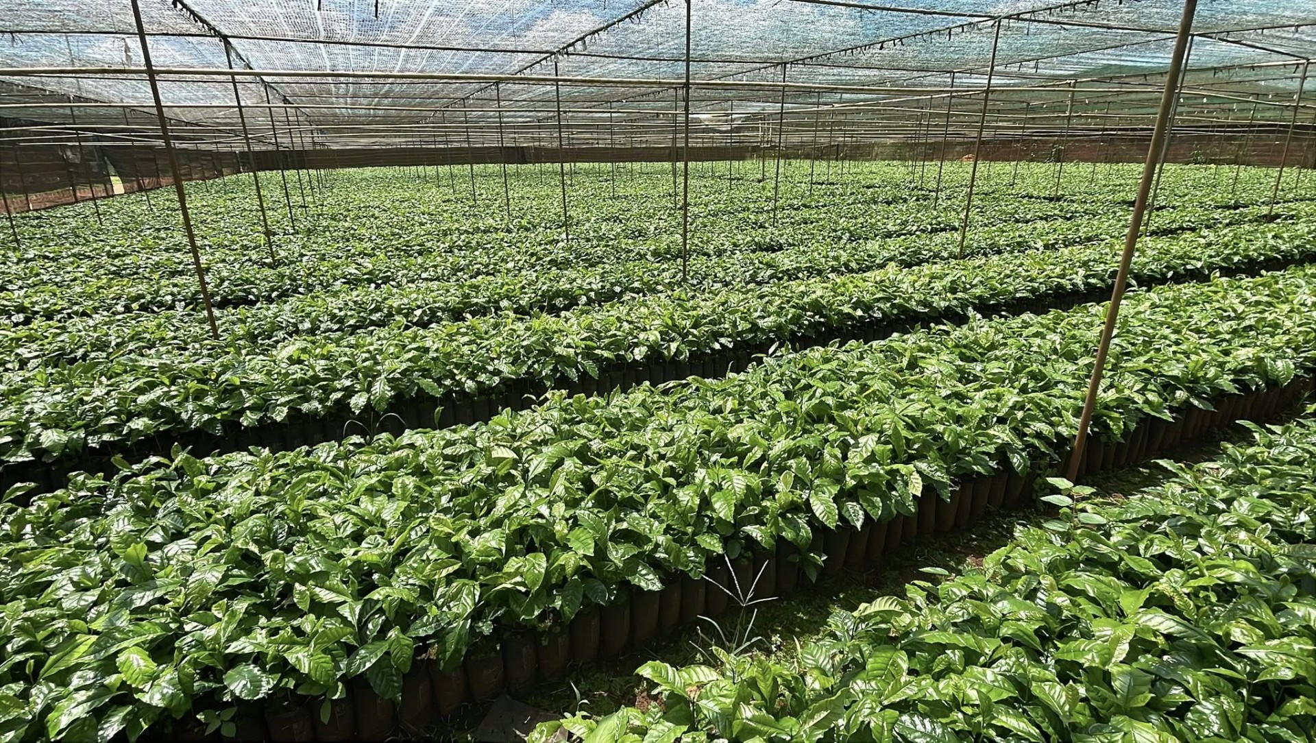 Đếm ngược trước khi EUDR có hiệu lực, đâu là trọng tâm doanh nghiệp cần chú ý?