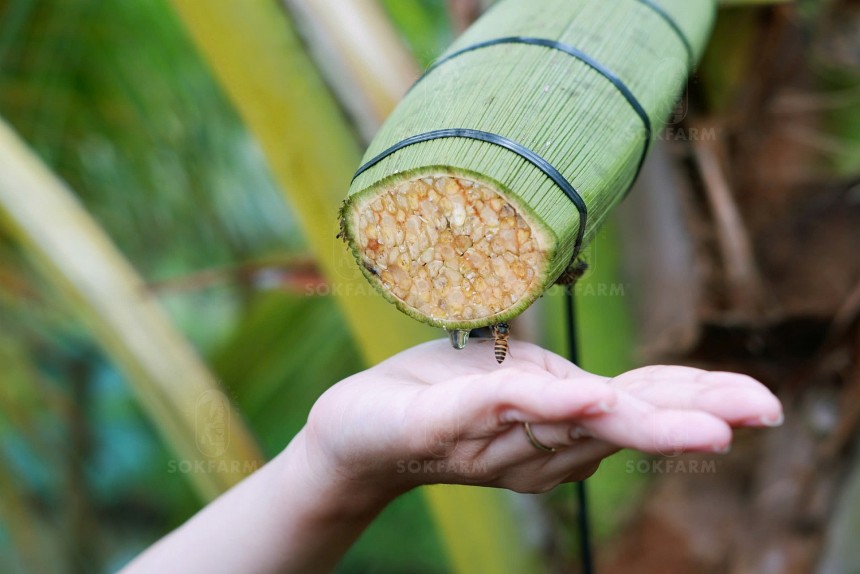 Sản phẩm chế biến từ dừa như sữa dừa, cơm dừa đến mật hoa dừa, đường hoa dừa,… được thị trường quốc tế đón nhận mạnh mẽ, do người tiêu dùng toàn cầu có xu hướng chuyển sang dùng sản phẩm tự nhiên, tốt cho sức khỏe, thân thiện môi trường