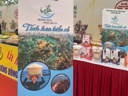 “Rong sụn Ninh Thuận”: Viên ngọc xanh tỏa sáng giữa lòng thủ đô Hà Nội