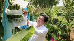Mô hình trồng chuối Nam Mỹ ở “thủ phủ” du lịch: Mở hướng đi mới phát triển nông nghiệp Quảng Ngãi