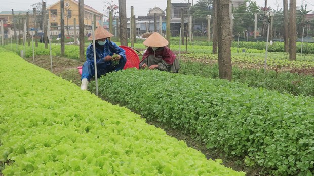 Quảng Thành nâng cao chuỗi giá trị nông sản an toàn theo tiêu chuẩn VietGAP